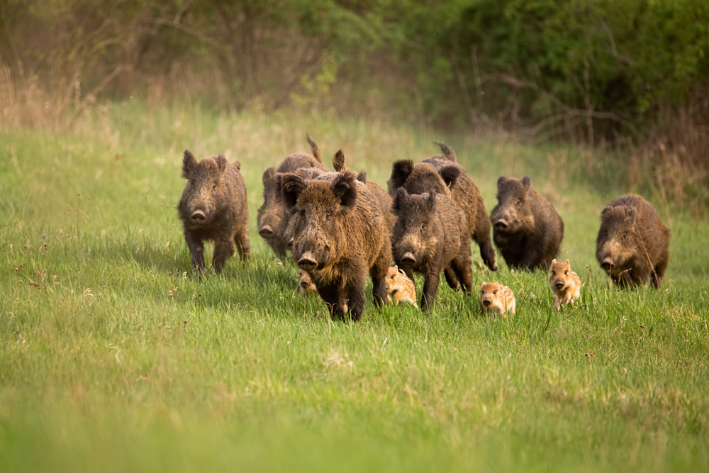 Featured image for “For Independence Day: Wild Pig Sausage or Grilled Hot Dogs?”