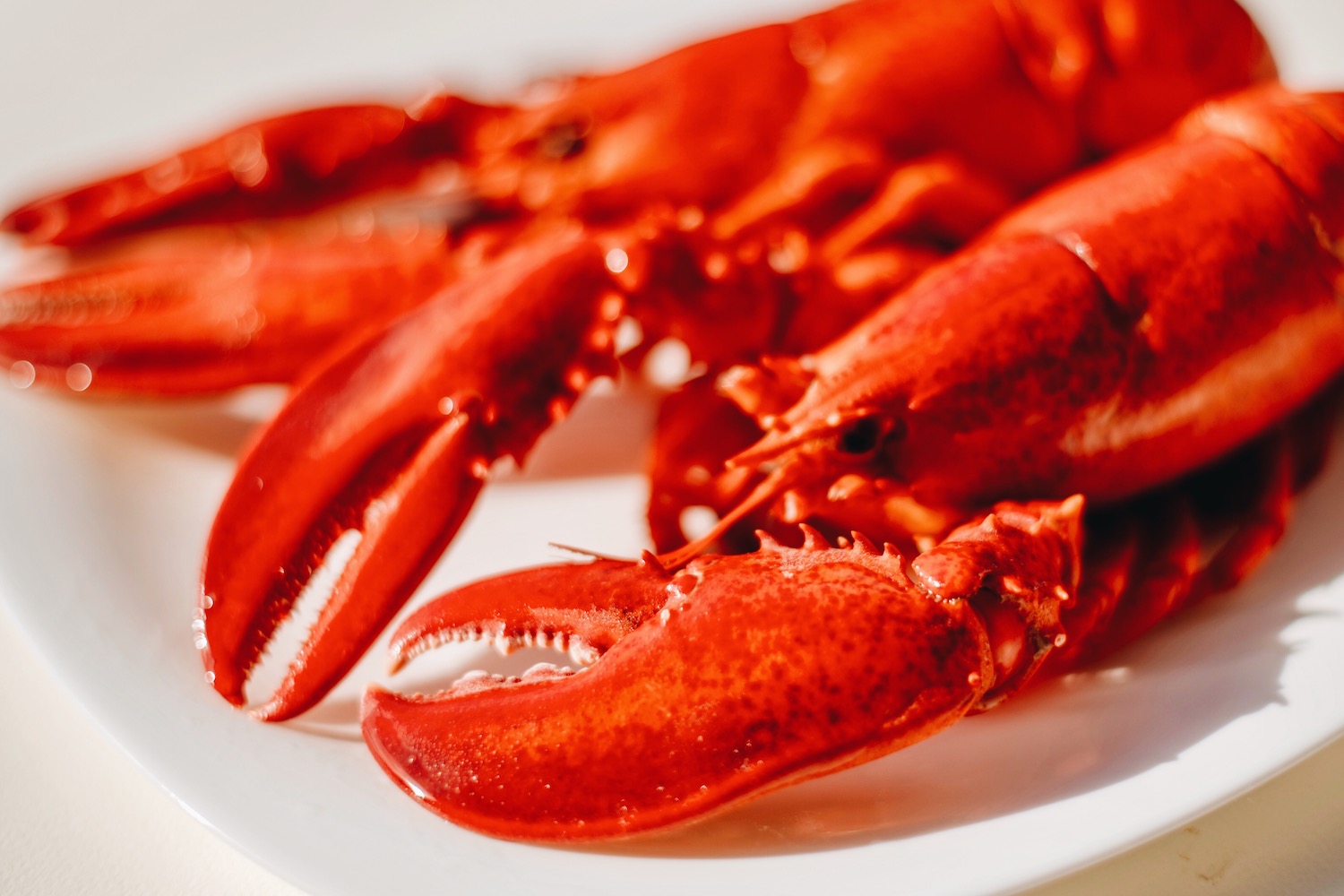 Featured image for “The City of Lobsters”