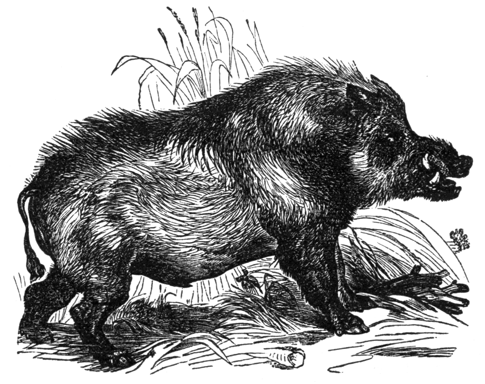 Featured image for “For Our Independence Day: How to Catch Wild Pigs”