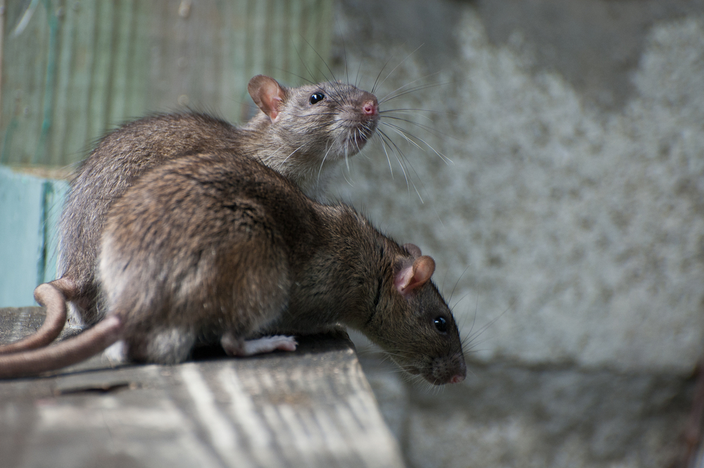 Elections Send Deep State Rats Scurrying in Panic