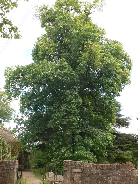 Featured image for “What Tree Do We Plant Now?”
