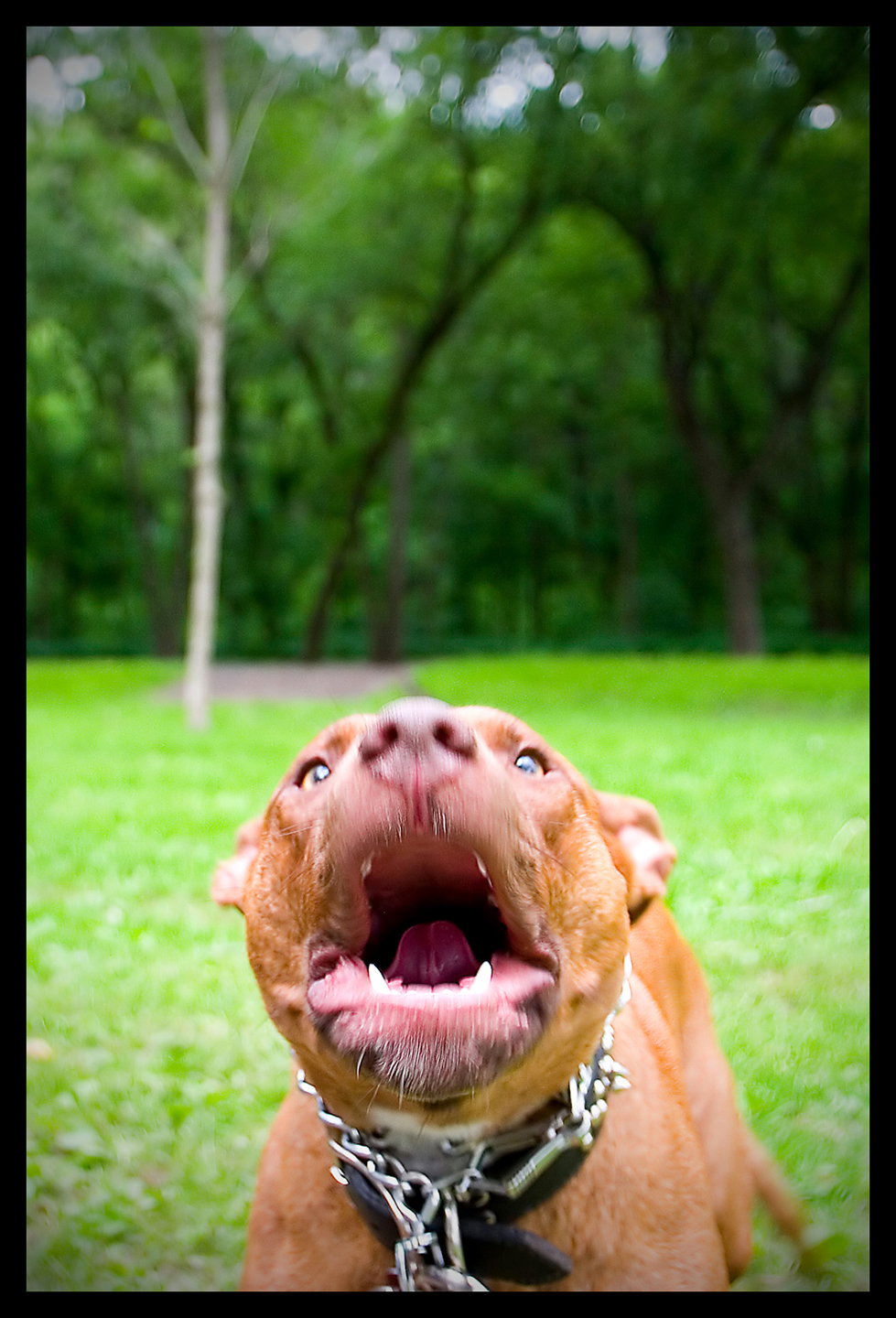 Featured image for “The Chicago Way w/John Kass: Don’t (bleep) with a pit bull’s reputation”