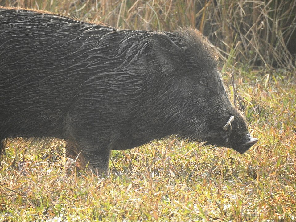 Featured image for “How to Catch Wild Pigs for America’s 250th Birthday”